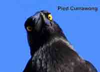 Currawong